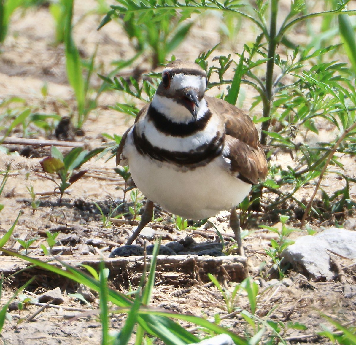 Killdeer - ML589165741