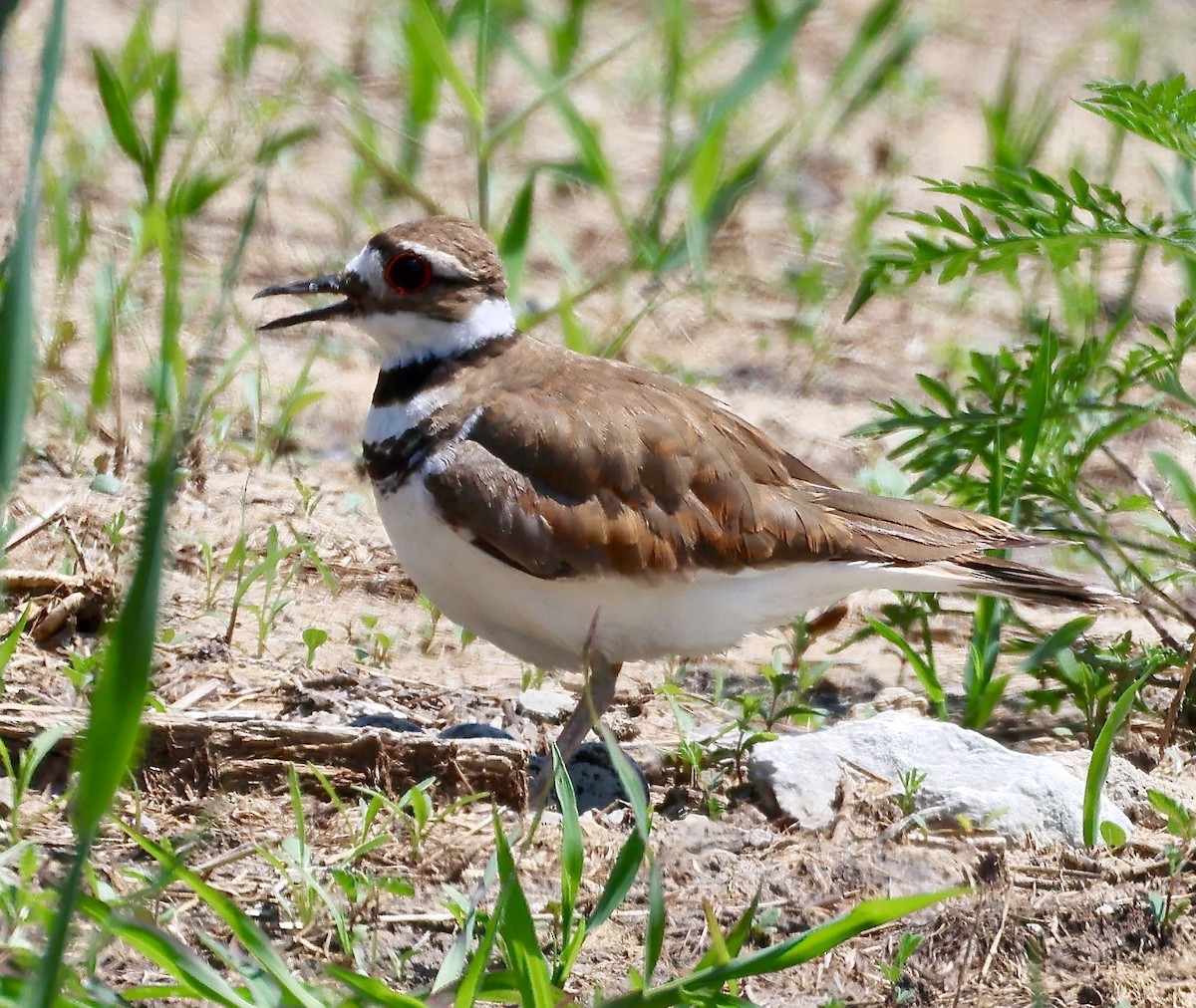 Killdeer - ML589165791