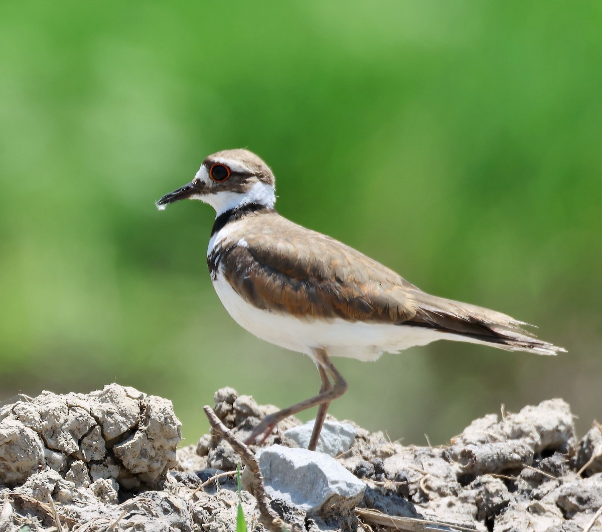 Killdeer - ML589165821