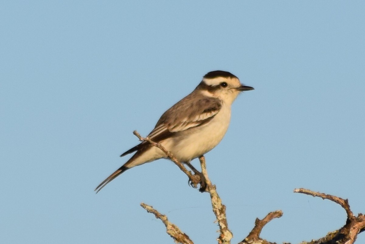 Black-crowned Monjita - ML589165881