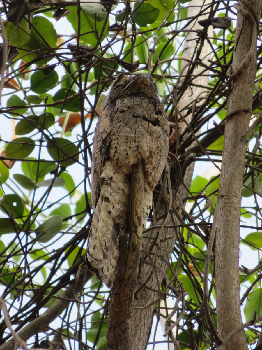 Common Potoo - Guillaume Normand