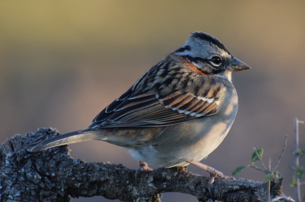 Rufous-collared Sparrow - Sebastian Gomez