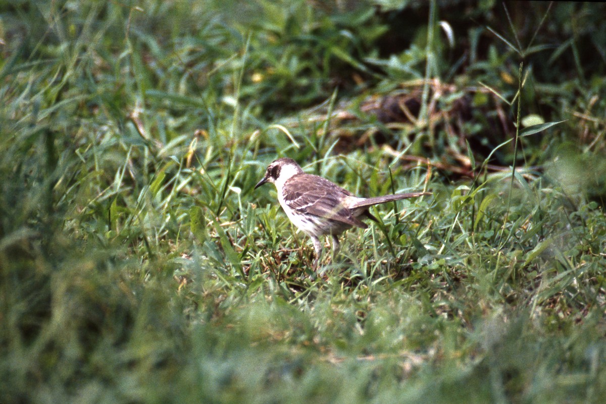 Galapagos Mockingbird - ML589166051