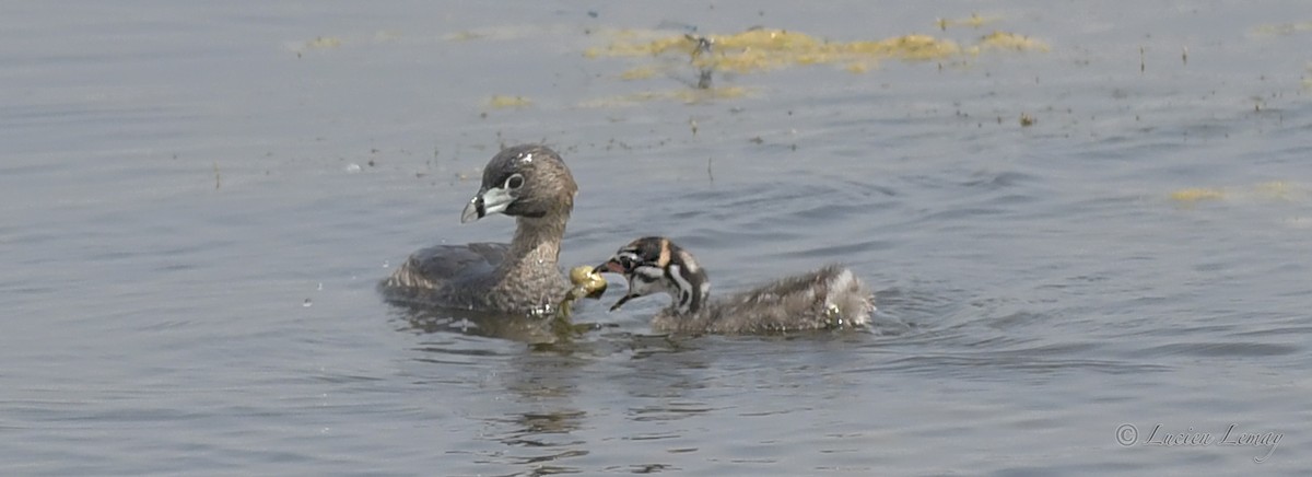 Pied-billed Grebe - Lucien Lemay