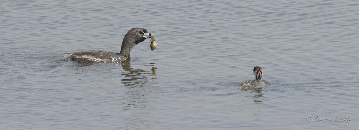 Pied-billed Grebe - Lucien Lemay