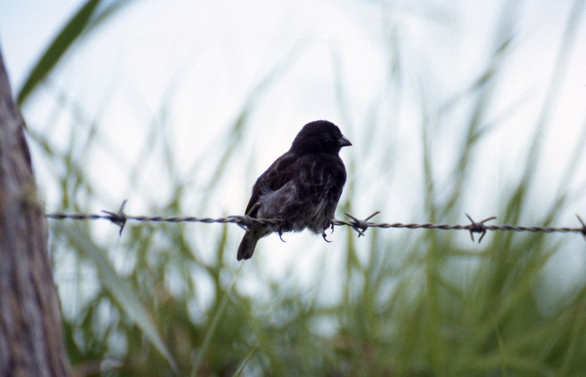 Common Cactus-Finch - ML589166521