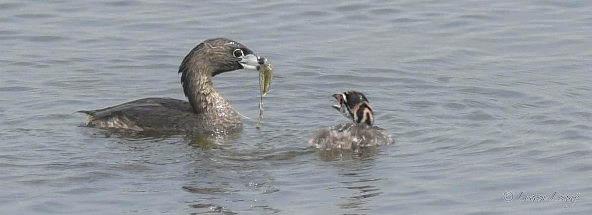 Pied-billed Grebe - Lucien Lemay