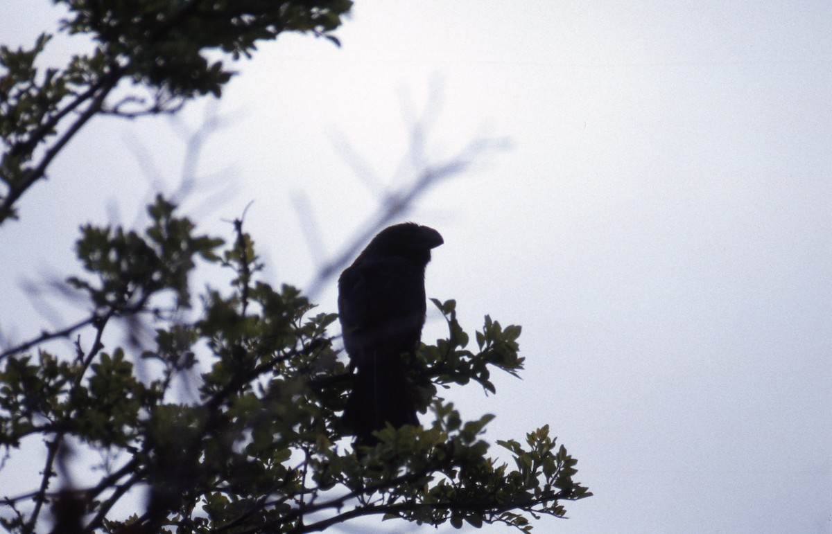 Smooth-billed Ani - ML589166991