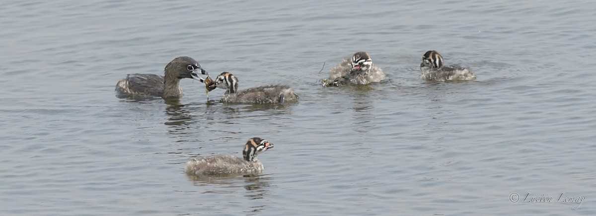 Pied-billed Grebe - Lucien Lemay