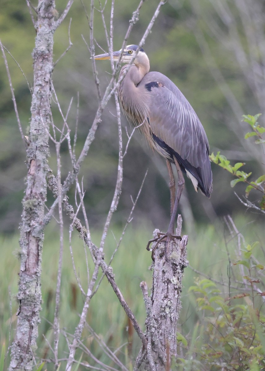 Great Blue Heron (Great Blue) - ML589167051