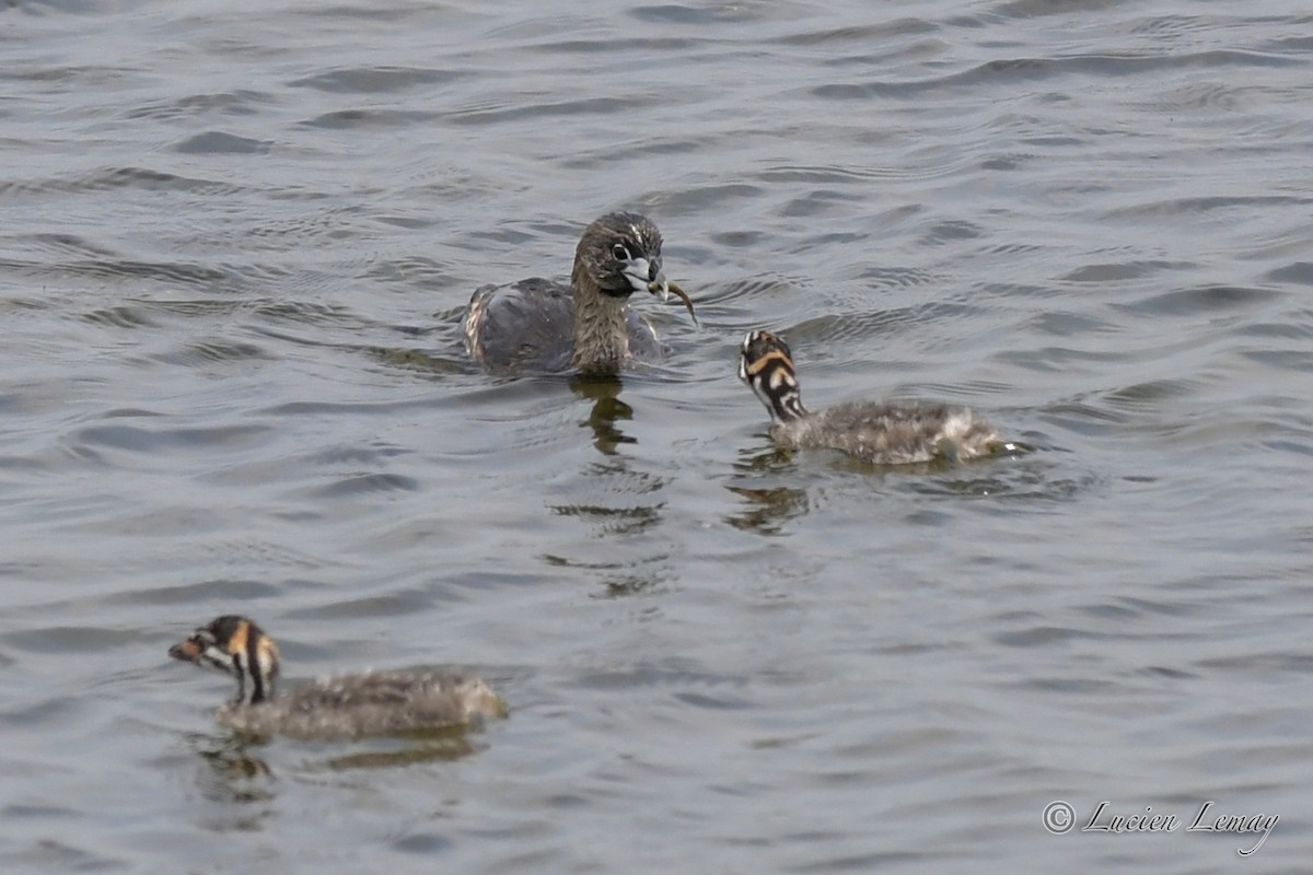 Pied-billed Grebe - Lucien Lemay