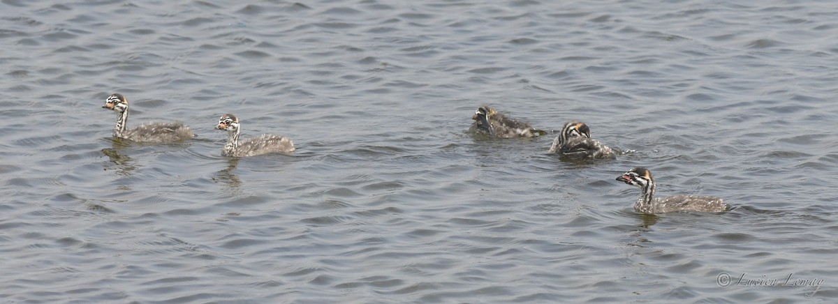 Pied-billed Grebe - Lucien Lemay