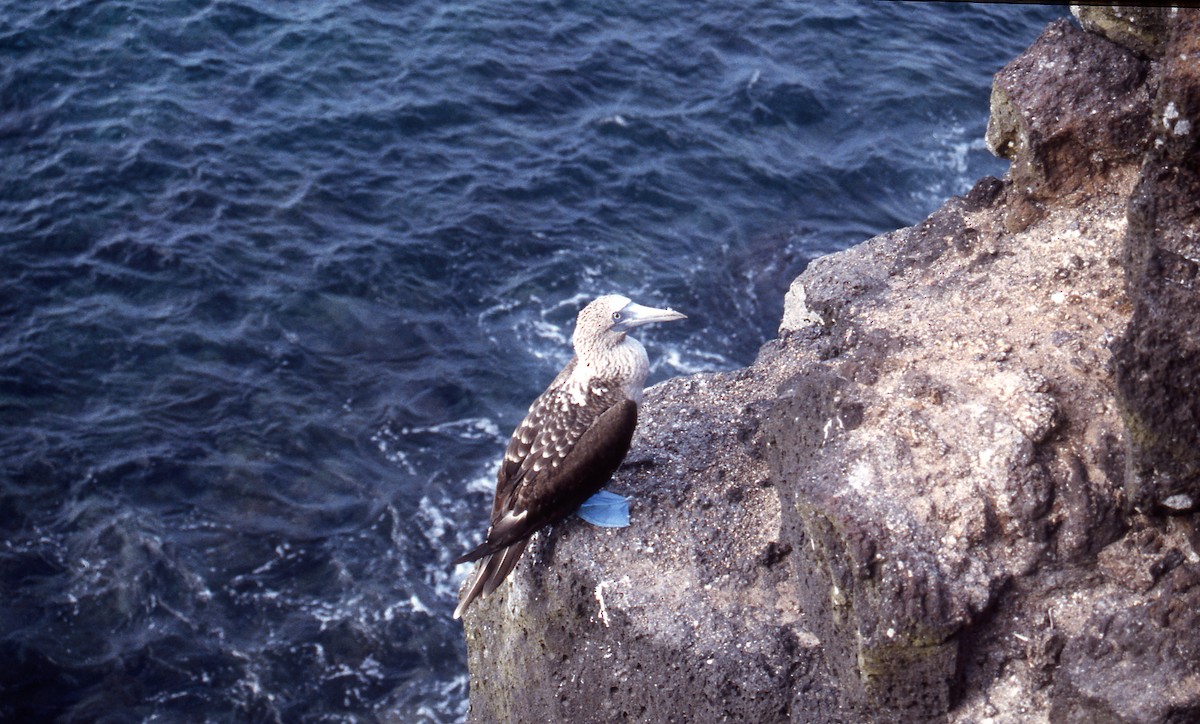 Blue-footed Booby - ML589167411
