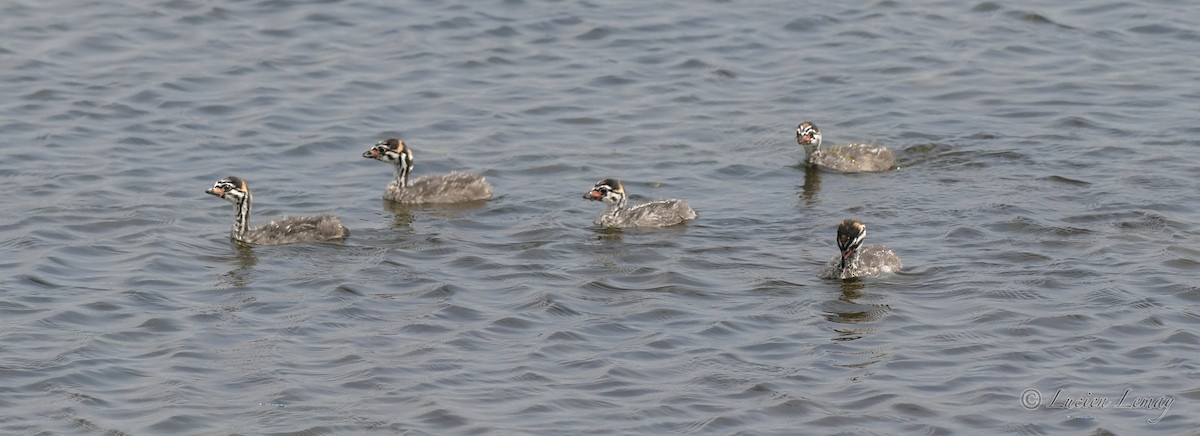 Pied-billed Grebe - Lucien Lemay