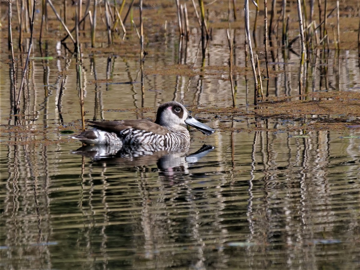 Pink-eared Duck - ML589168141