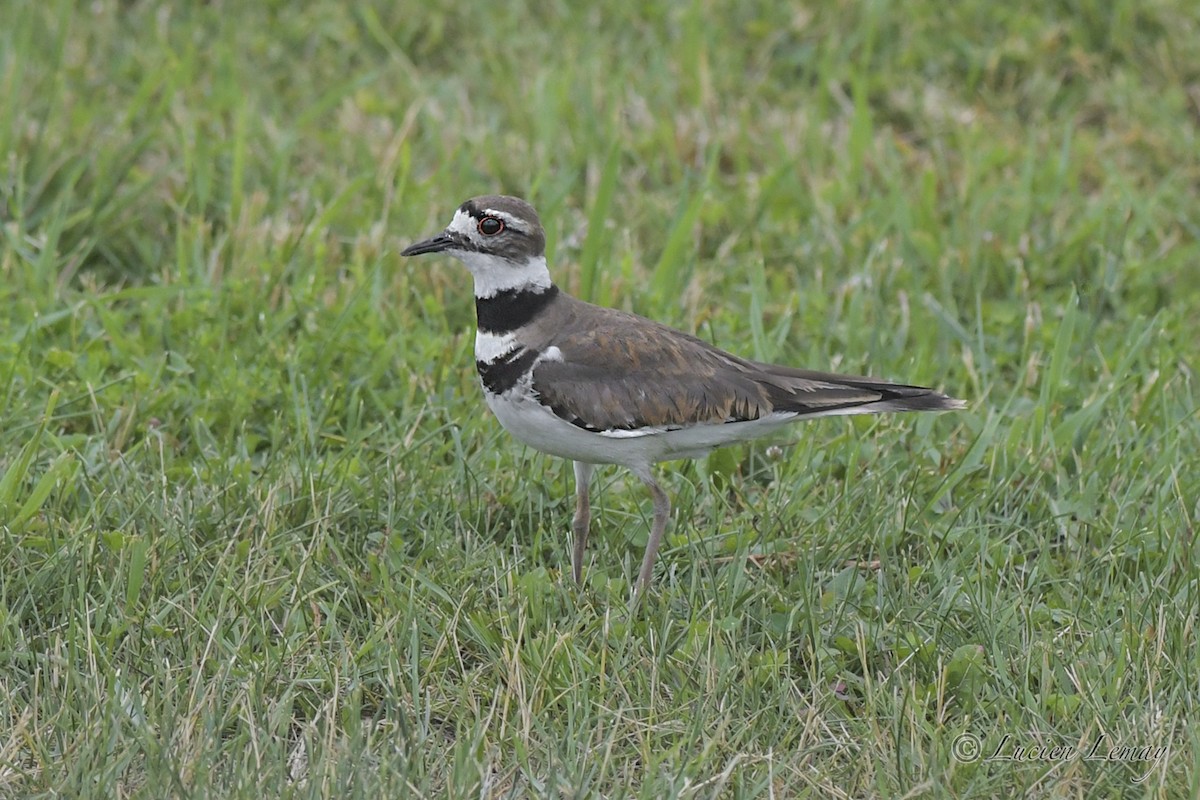 Killdeer - Lucien Lemay