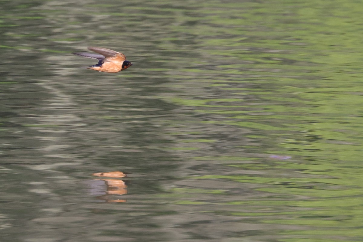 Barn Swallow - ML589168411