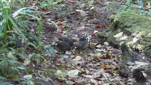 Gray-breasted Partridge - ML589168821