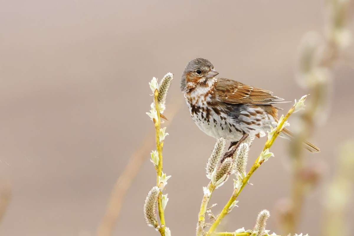 Fox Sparrow - ML589169351