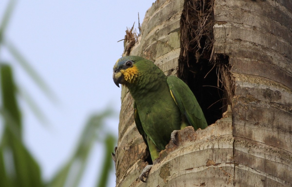 Orange-winged Parrot - ML589169431