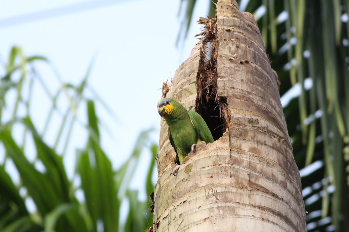 Orange-winged Parrot - ML589169441