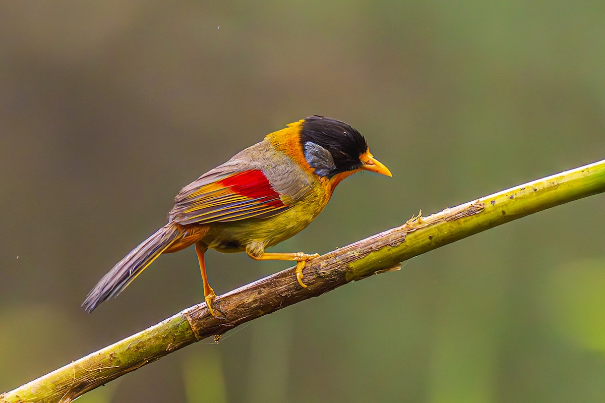 Silver-eared Mesia (Silver-eared) - ML589170051