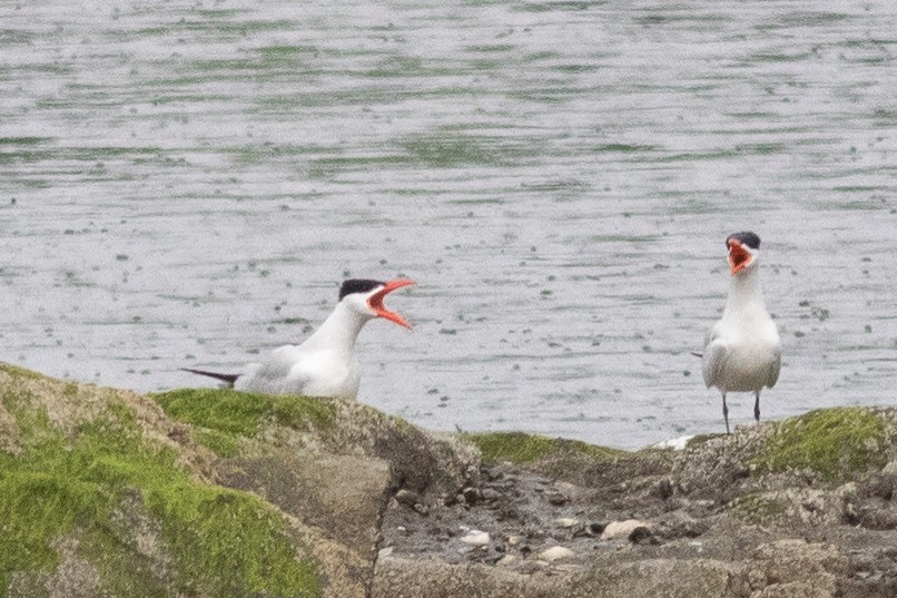 Caspian Tern - ML589170521