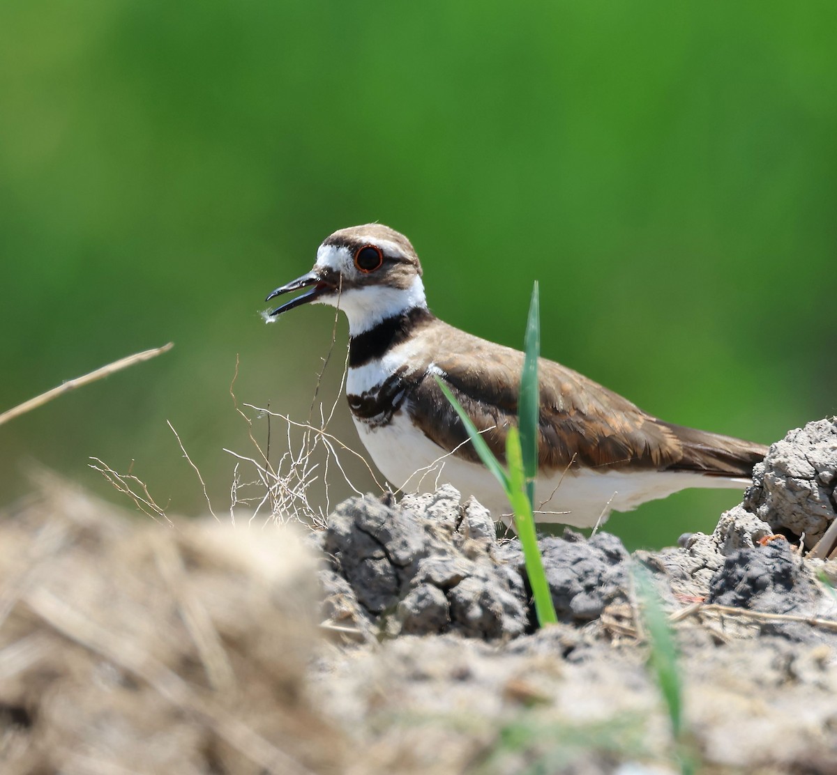 Killdeer - ML589170611