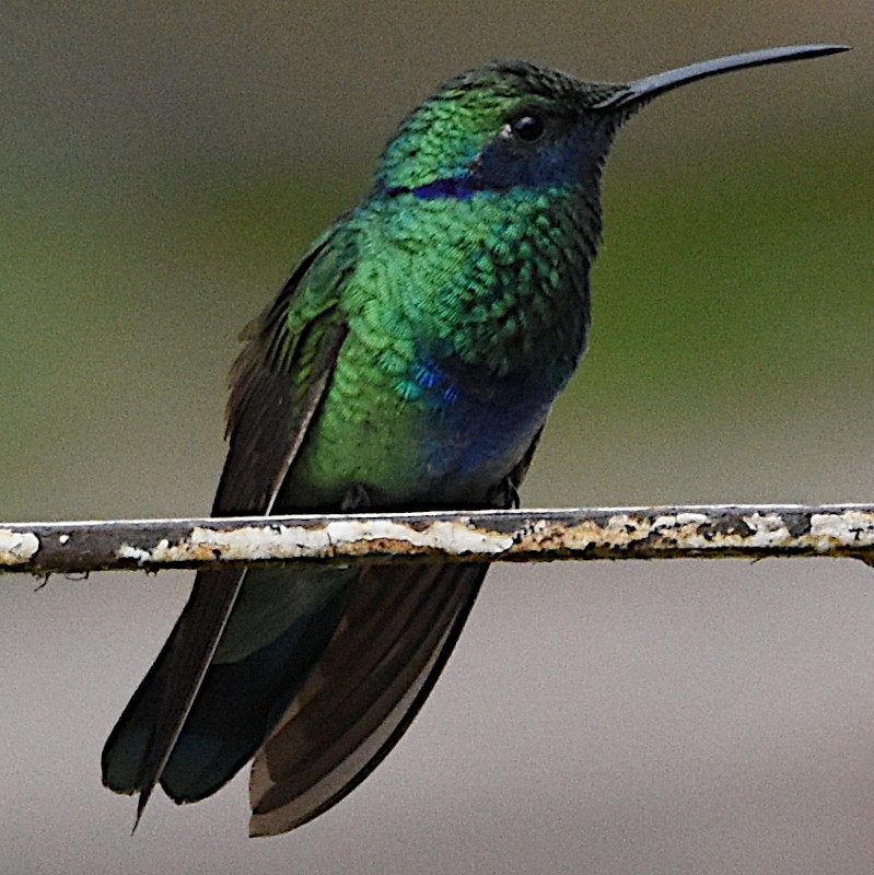 Colibrí Rutilante - ML589170671