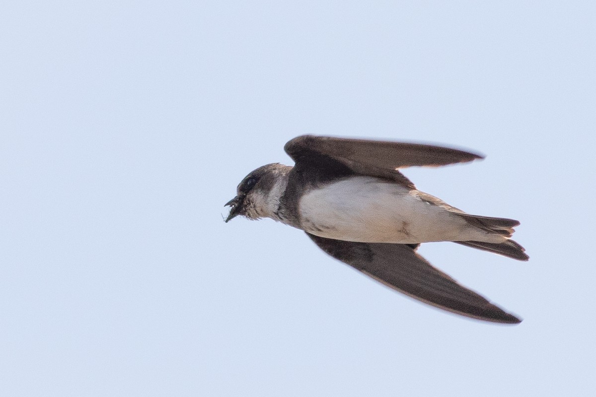 Bank Swallow - ML589170771