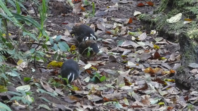 Gray-breasted Partridge - ML589170811