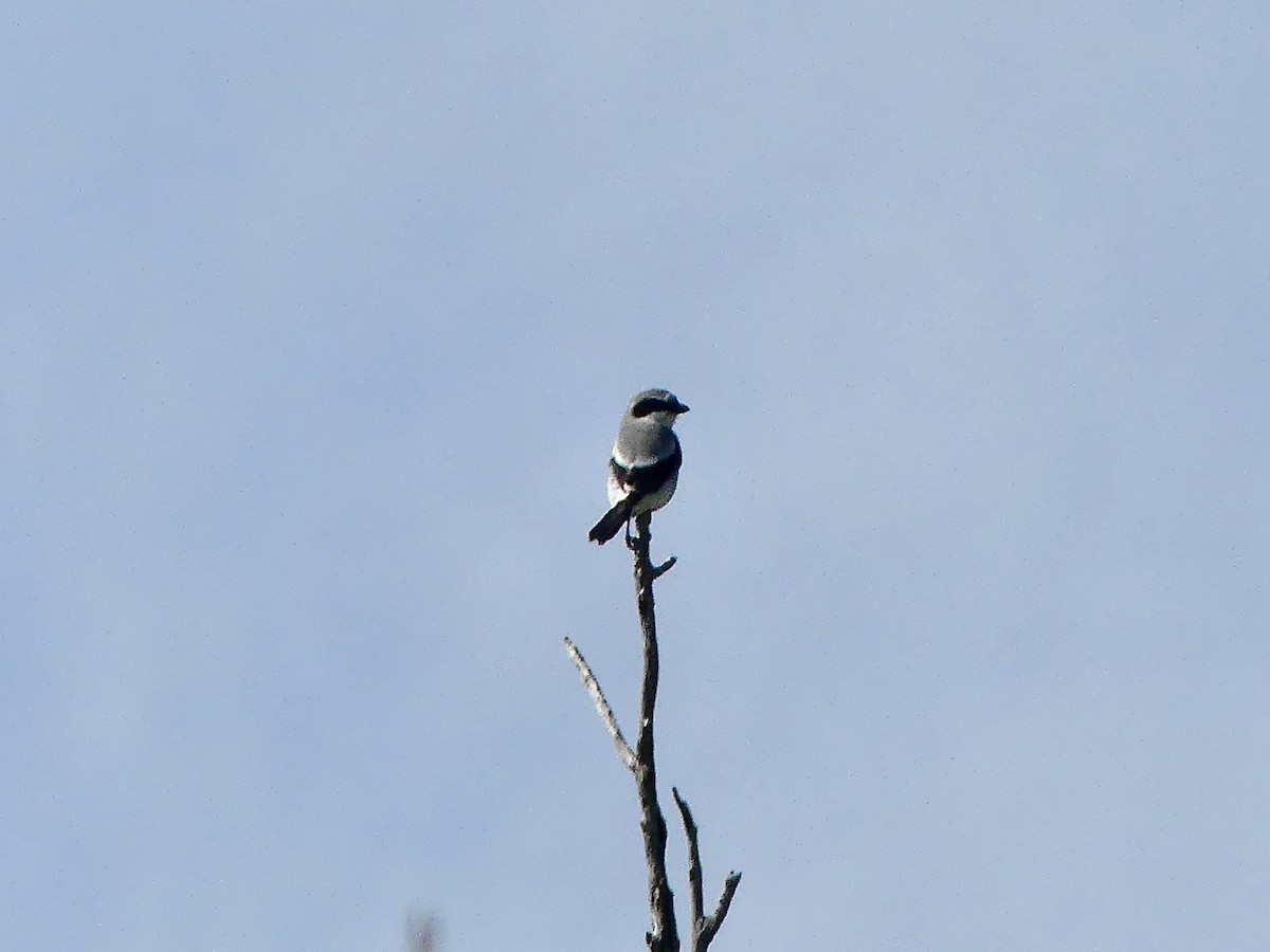 Loggerhead Shrike - ML589171041