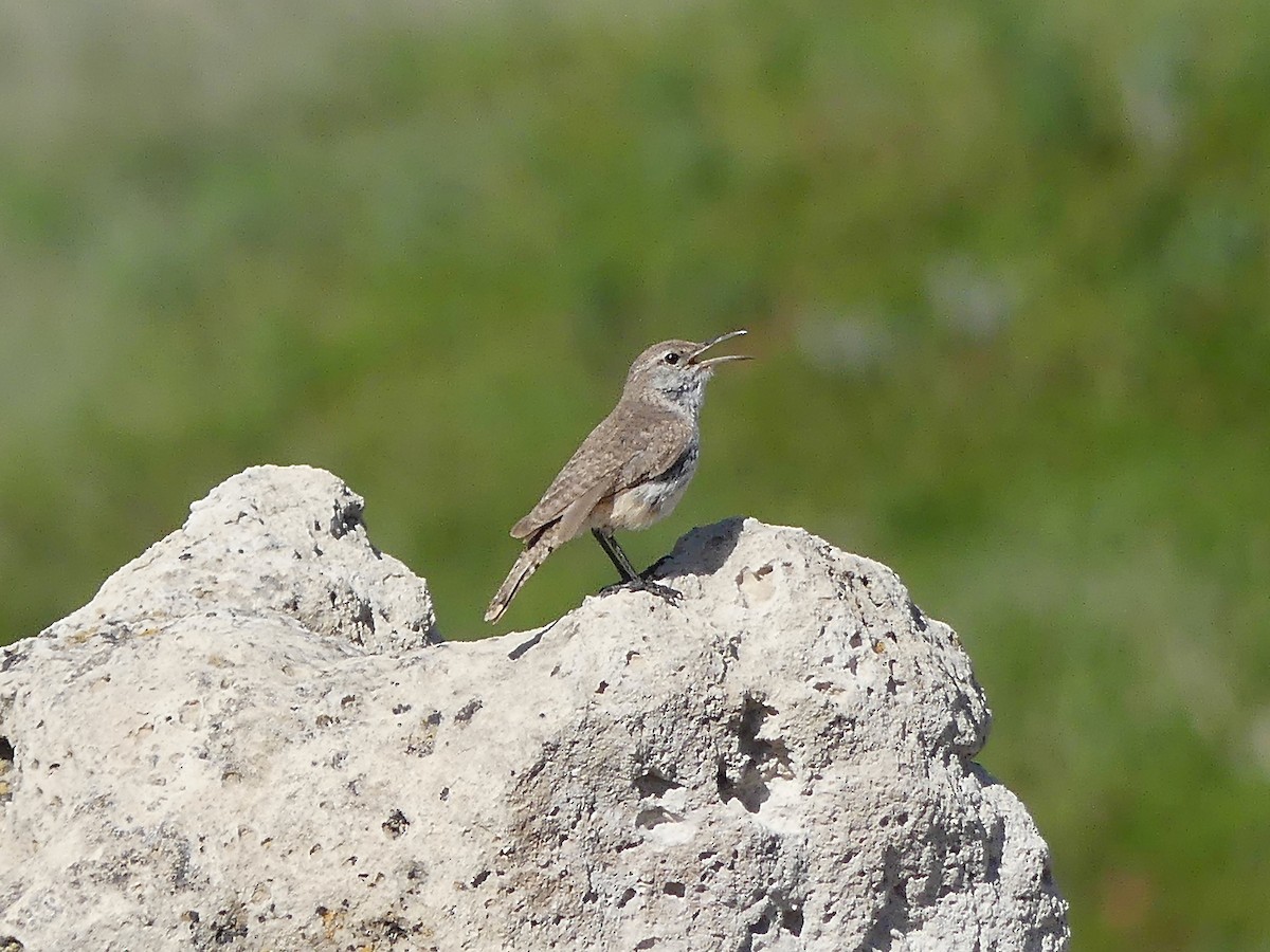 Rock Wren - ML589171121