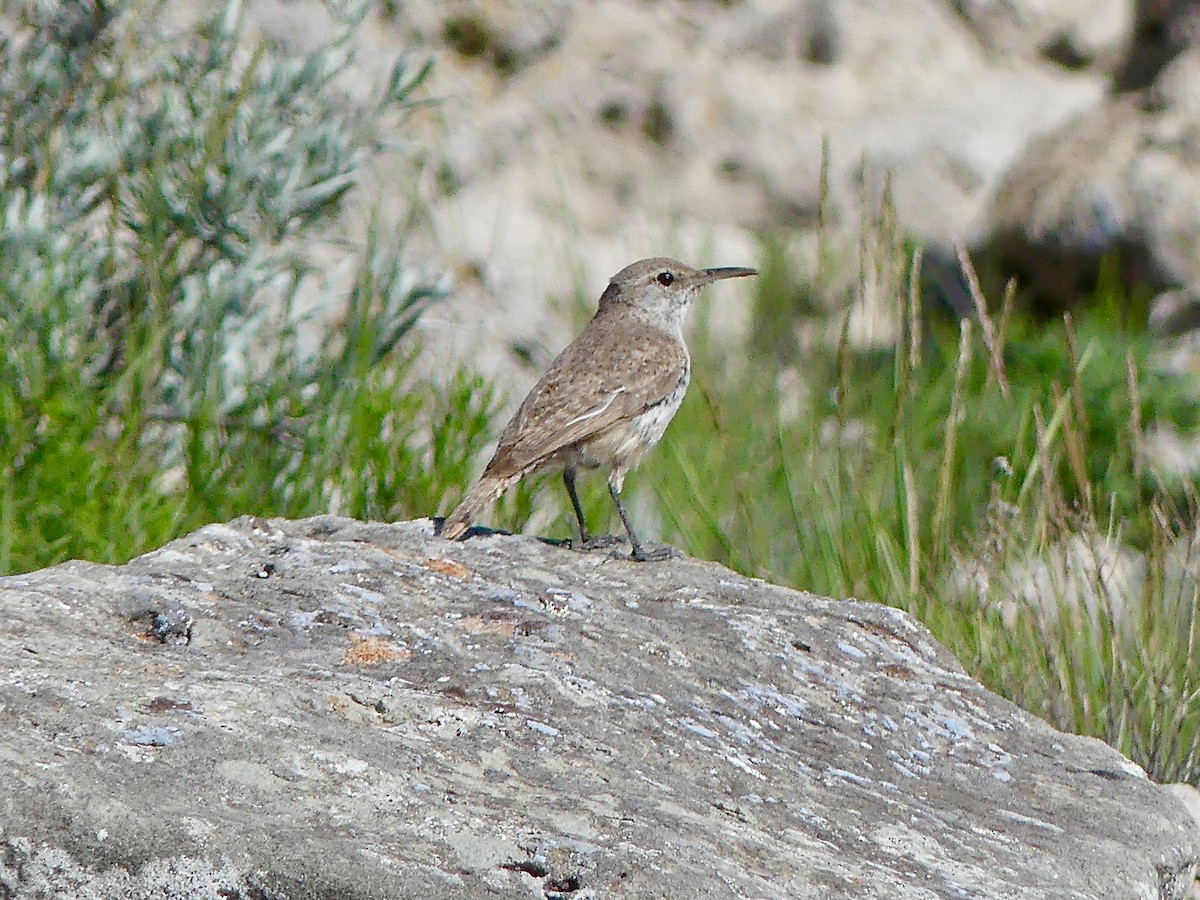 Rock Wren - ML589171131