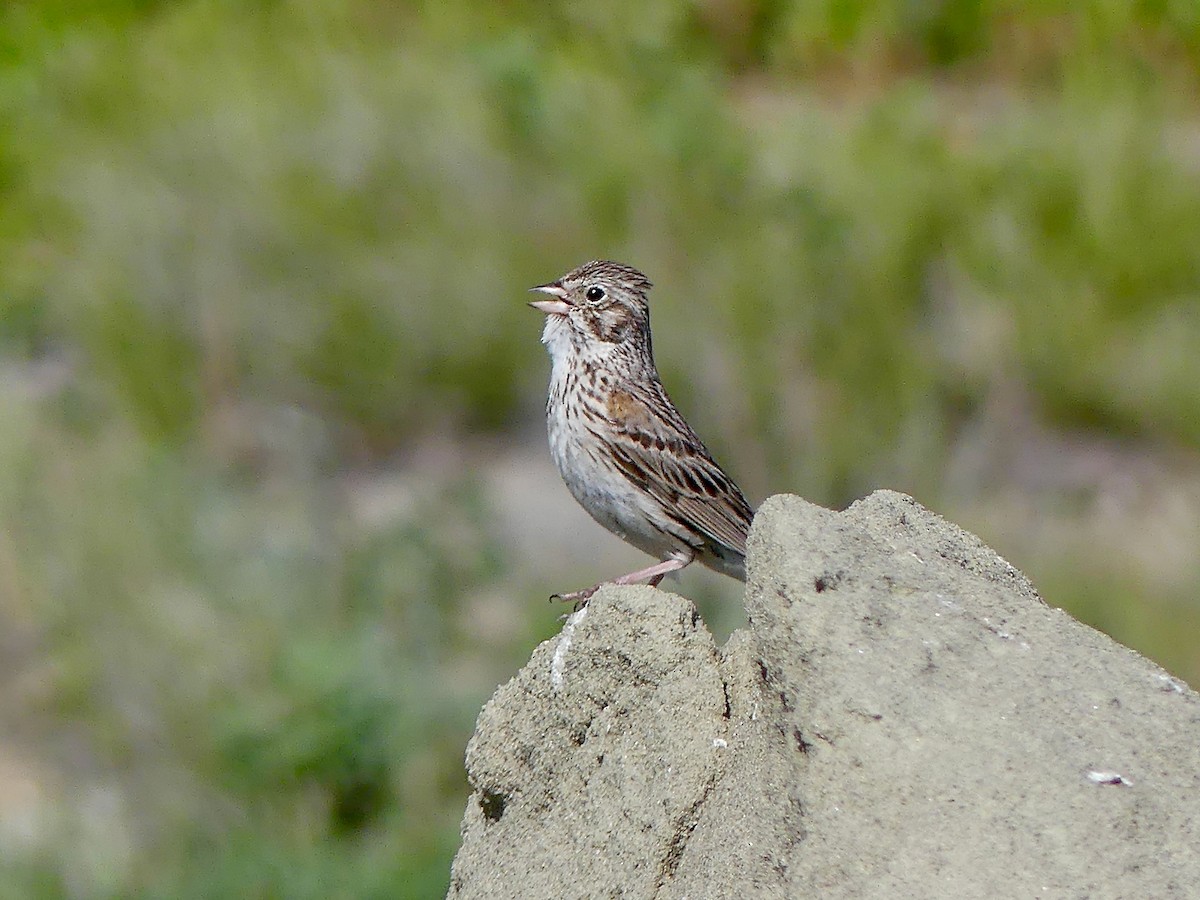 Vesper Sparrow - ML589171181