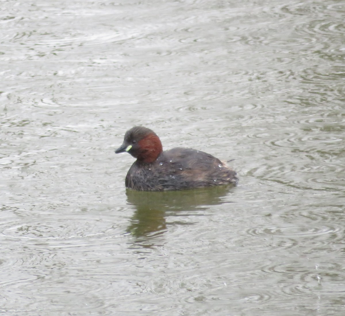 Little Grebe - Guillaume Normand