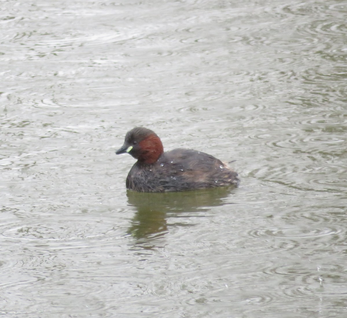 Little Grebe - ML589171801