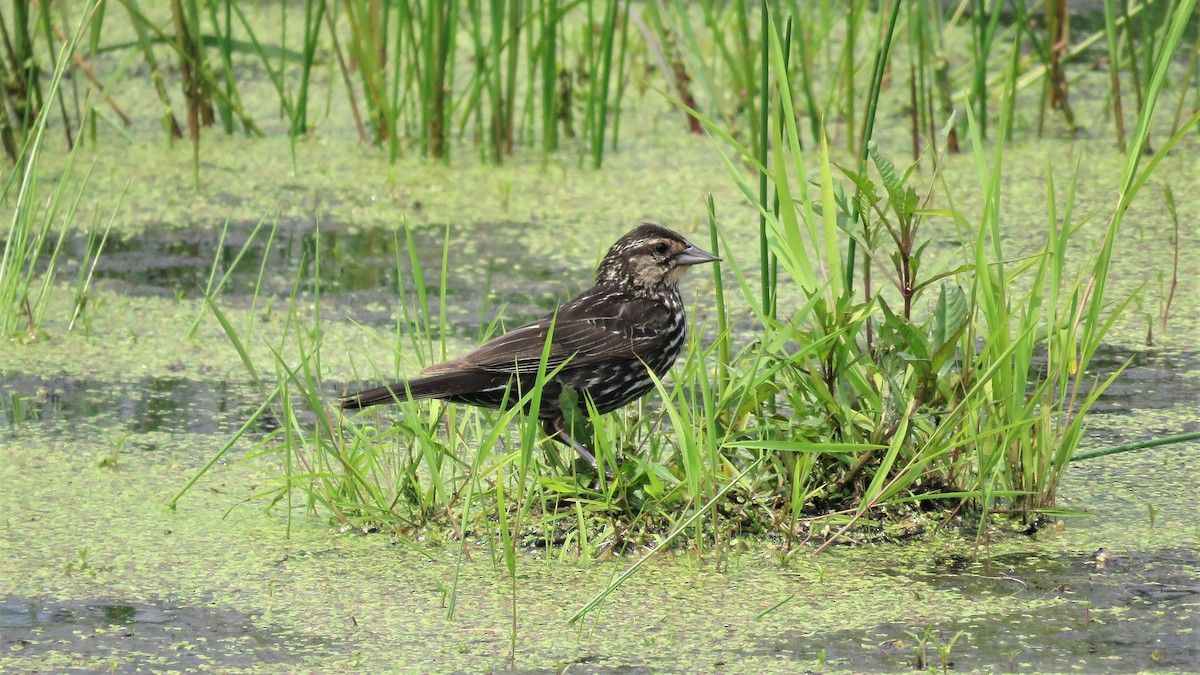 Red-winged Blackbird - Dan J. MacNeal