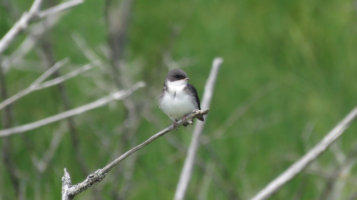 Tree Swallow - Dan J. MacNeal