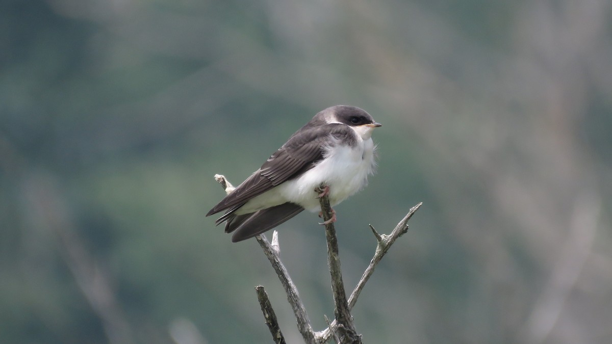 Tree Swallow - Dan J. MacNeal