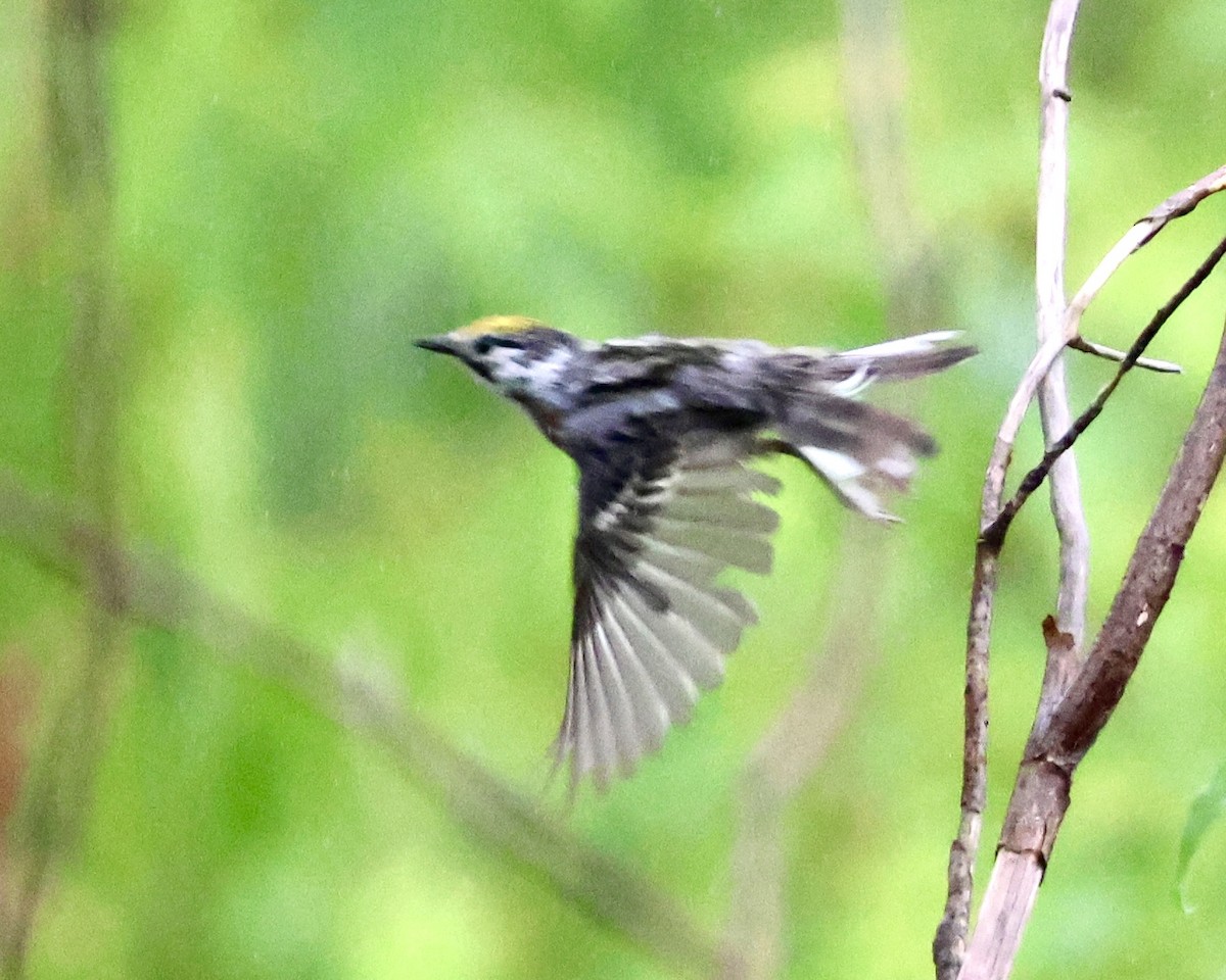 Chestnut-sided Warbler - ML589172701