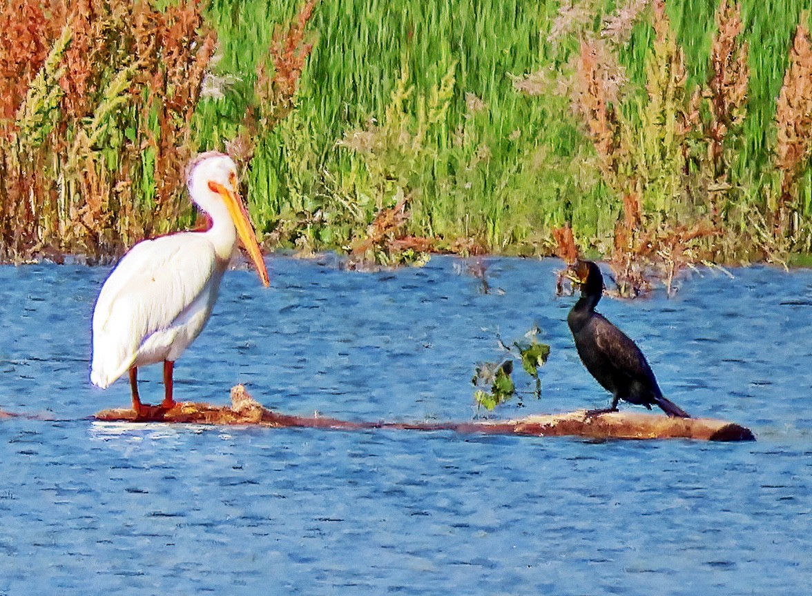 Double-crested Cormorant - ML589172791