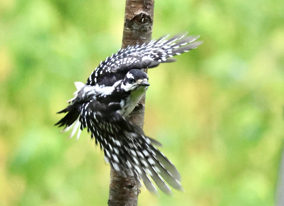 Hairy Woodpecker - ML589172861