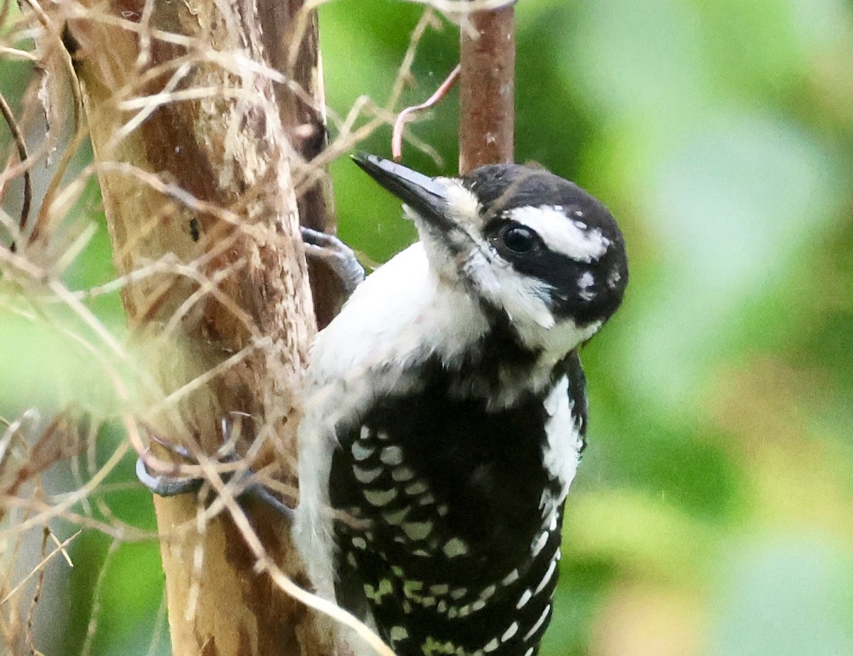 Hairy Woodpecker - ML589172871