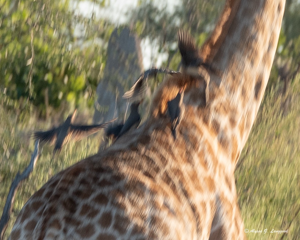 Red-billed Oxpecker - ML589173681