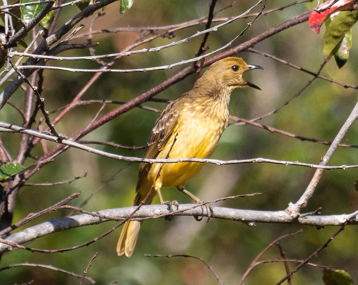 Yellow-breasted Bowerbird - ML589174021