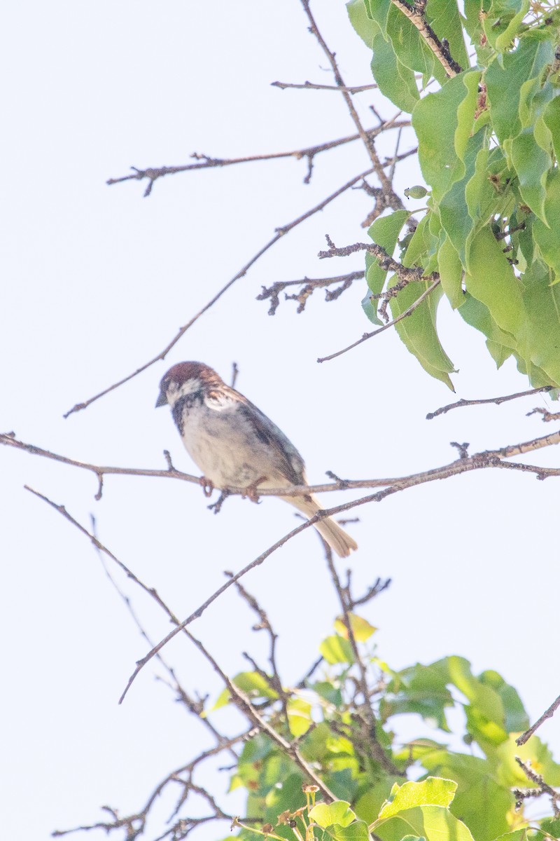 House Sparrow - Emily Berk