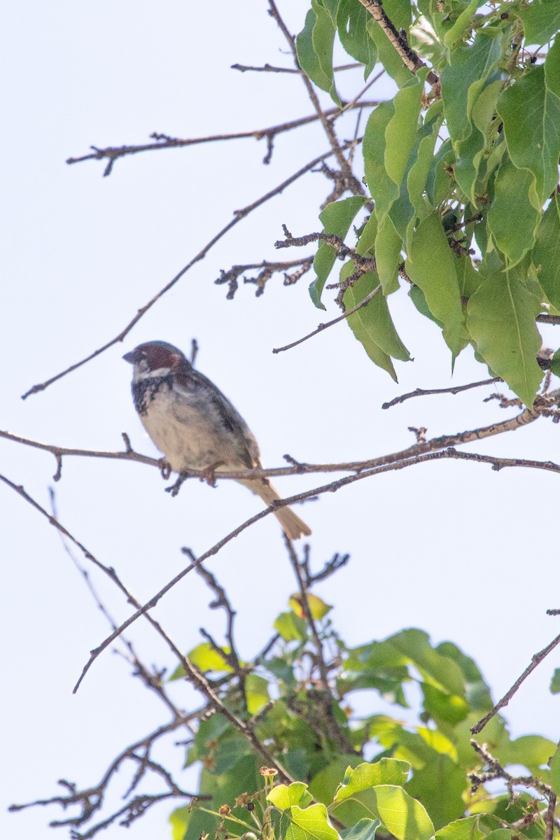 House Sparrow - Emily Berk