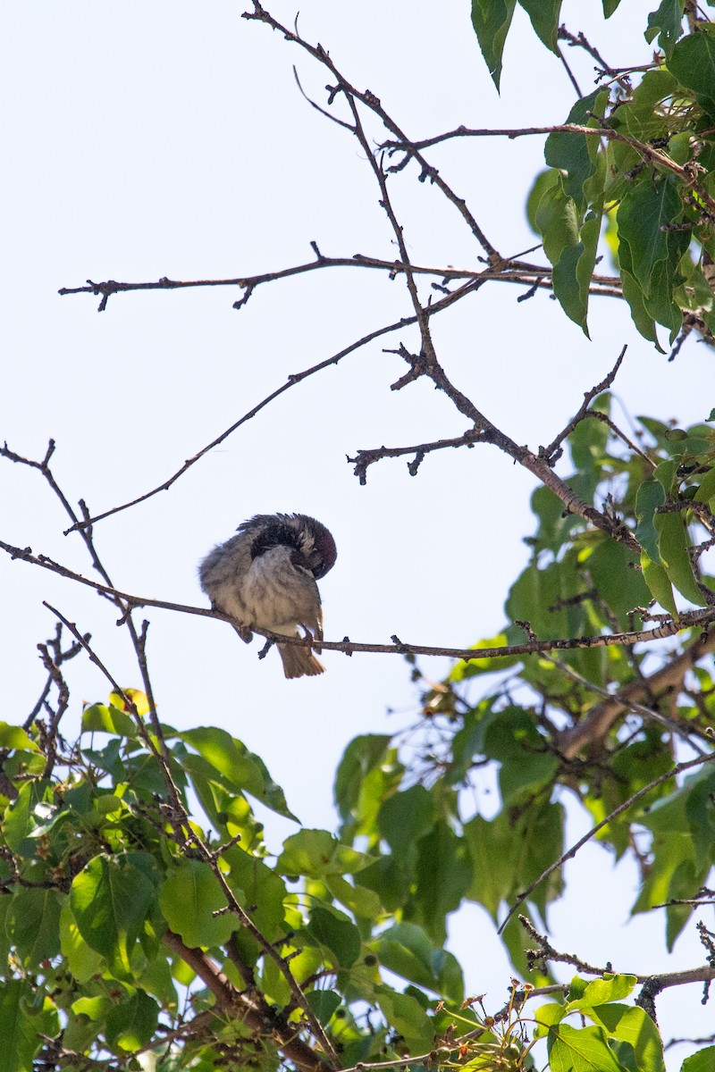 House Sparrow - ML589174081