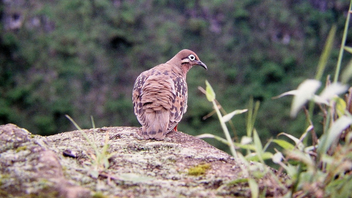 Galapagos Dove - ML589177031